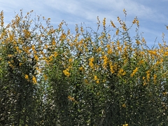 Crotalaria juncea