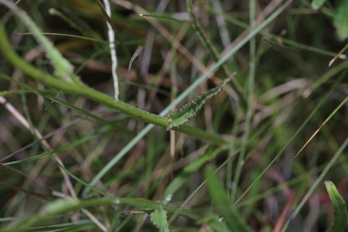 Lobelia image