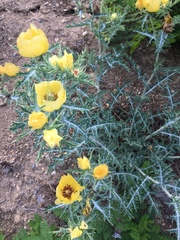 Argemone aenea