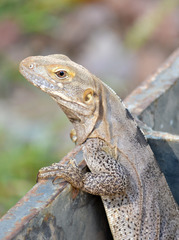 Ctenosaura macrolopha