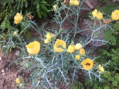 Argemone aenea