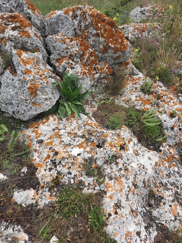 Xanthoria calcicola