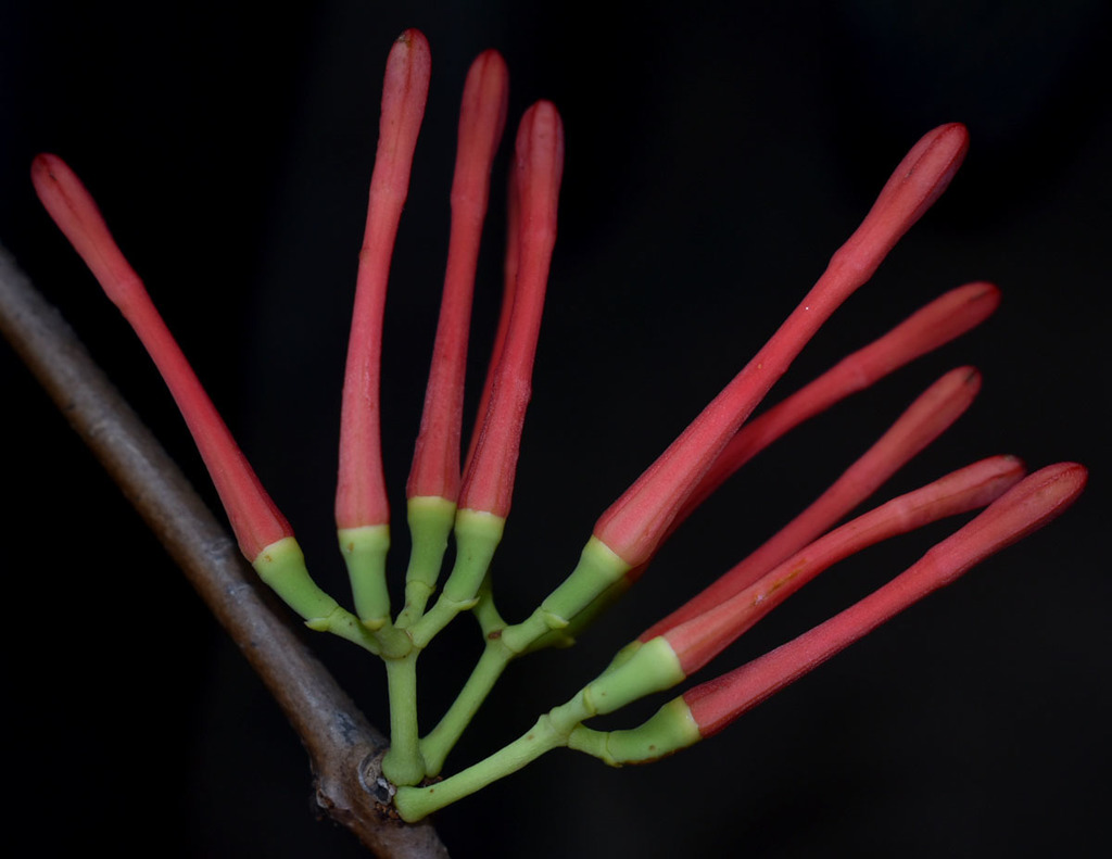 Blood Mistletoe