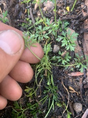 Xanthosia dissecta