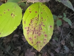 Sphaerulina cornicola