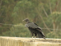 Coragyps atratus