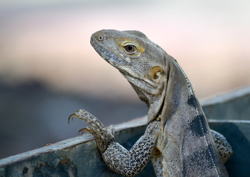 Sonoran Spiny-tailed Iguana