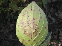 Sphaerulina cornicola