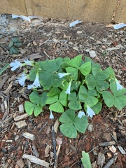 Oxalis triangularis