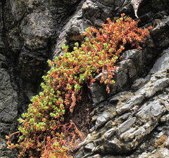 Crassula moschata