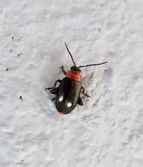 Disonycha xanthomelas