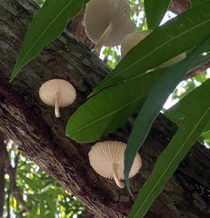 Oudemansiella australis