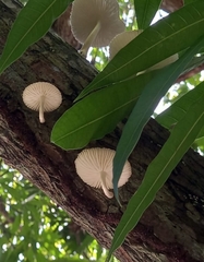 Oudemansiella australis