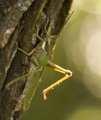 Coryacris angustipennis