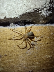 Loxosceles