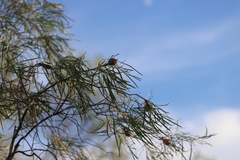 Hakea arborescens