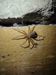 Loxosceles