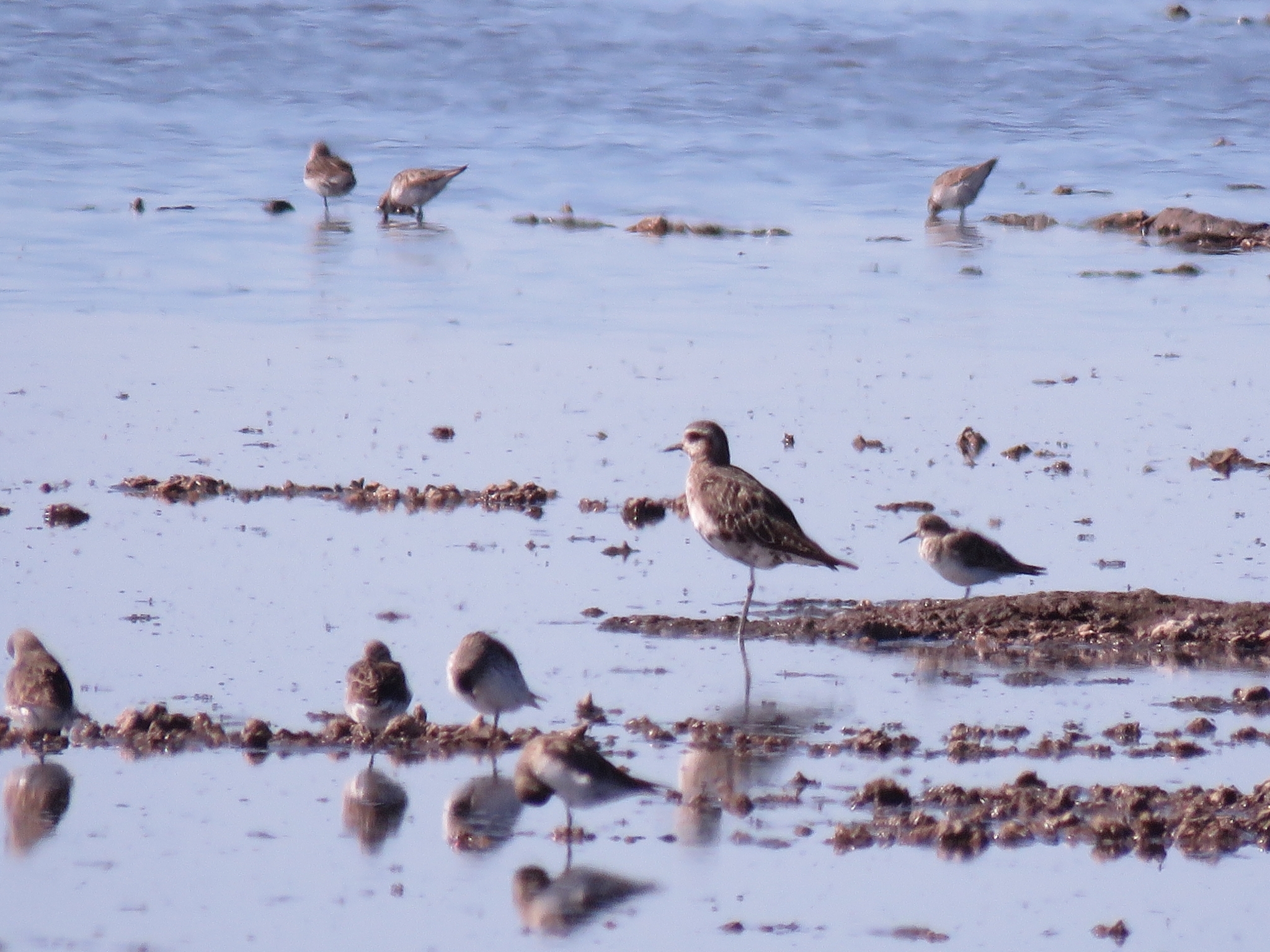 American Golden Plover