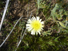 Malacothrix coulteri