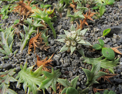 Eryngium vesiculosum