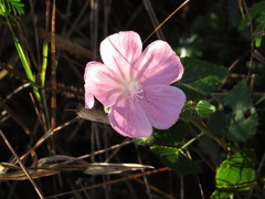 Pavonia rosa-campestris
