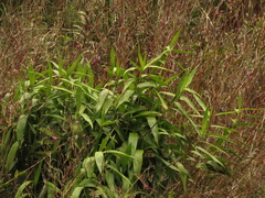 Elleanthus