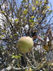 Pyrus