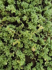 Sedum longipes
