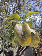 Pyrus