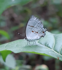 Nesiostrymon calchinia
