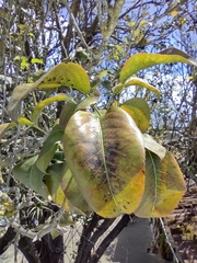 Pyrus