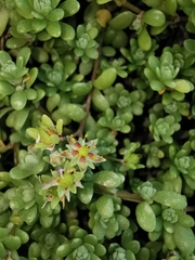 Sedum longipes