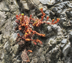 Crassula moschata