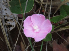 Pavonia rosa-campestris