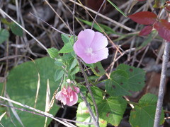 Pavonia rosa-campestris
