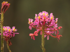 Epidendrum