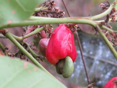 Anacardium humile