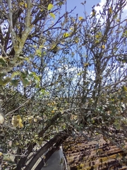Pyrus