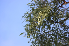 Corymbia bella