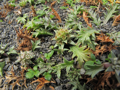 Eryngium vesiculosum