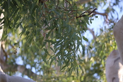 Corymbia bella