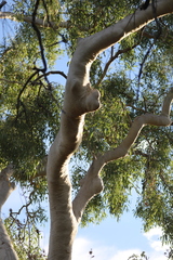 Corymbia bella