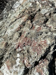 Polycauliona luteominia