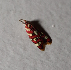 Tisobarica habromorpha