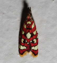 Tisobarica habromorpha