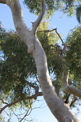 Corymbia bella
