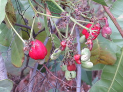 Anacardium humile