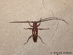 Ambonus distinctus