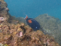 Acanthurus achilles