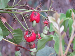 Anacardium humile